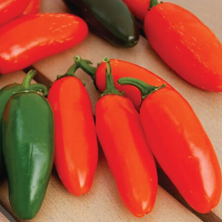 Orange Spice, Pepper Seeds - Packet image number null